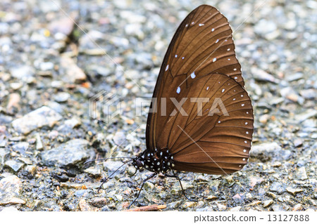 Beautiful Butterfly on ground 13127888