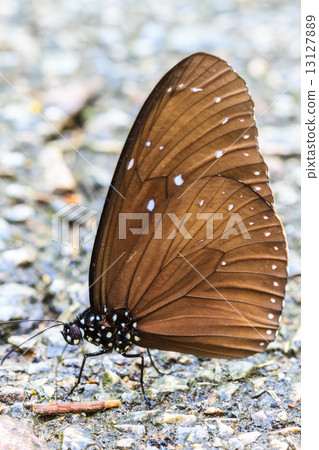 Beautiful Butterfly on ground 13127889