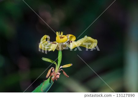 fan iris flower or walking iris 13127890