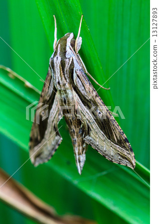 Close up of moth 13127893