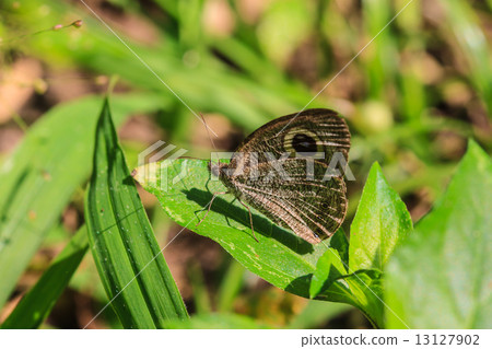 Beautiful Butterfly on ground 13127902