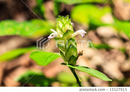 beautiful wild flower in forest 13127913