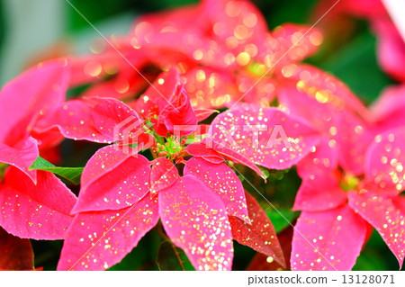 Poinsettia Poinsettia 13128071