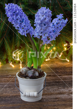 winter hyacinth winter hyacinth 13128464