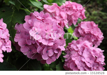 Hydrangea (in 'Hydrangea' along the national road No. 319 of Shikoku Chuo City) Hydrangea (in 'Hydrangea' along the national road No. 319 of Shikoku Chuo City) 13128528