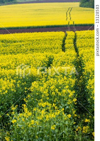 Artistic landscape with rape Artistic landscape with rape 13128583