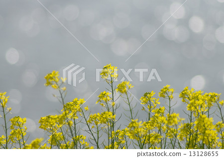 海藻芥末 13128655