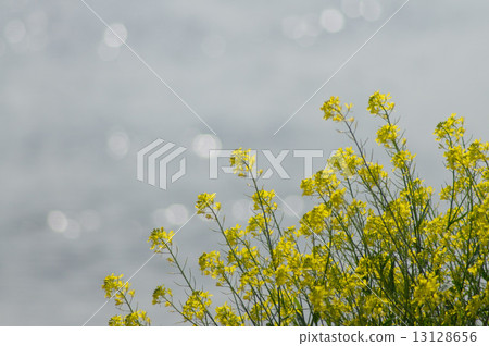 海藻芥末 13128656