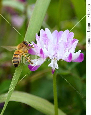 Bee&Renge Bee&Renge 13128703