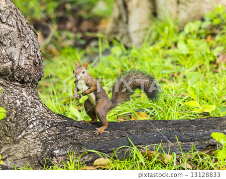 Ezoris (Mr. Ezoris (Mr. 13128833