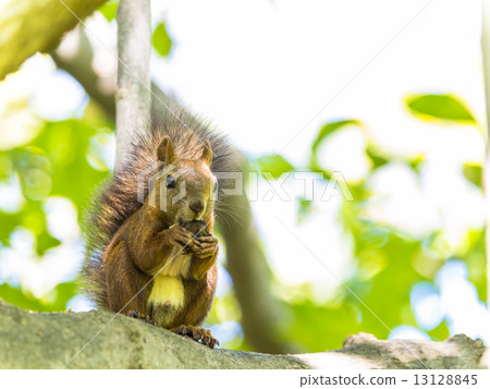 Ezoris(餐/前) Ezoris(餐/前) 13128845