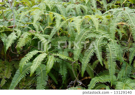 Fern Fern 13129140
