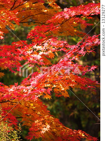 Kinshu Kinshu 13129277