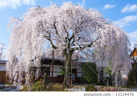 京都Honmonji下垂的櫻桃樹 13129478