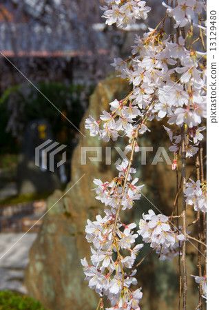 下垂的櫻桃樹 13129480