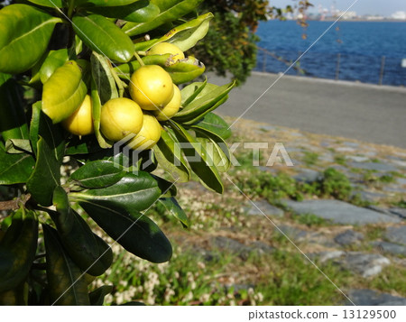 Tobera fruit 13129500