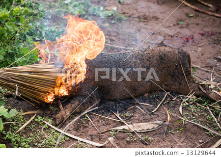 Burning the hair off and roasting 13129644