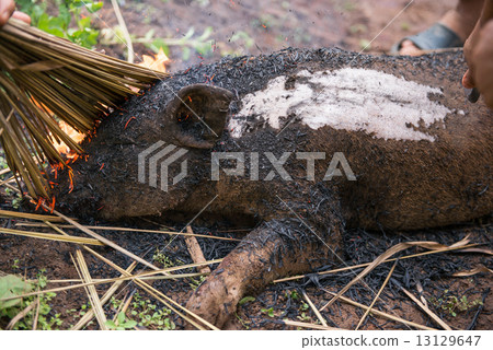 Burning the hair off and roasting 13129647