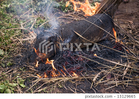 Burning the hair off and roasting Burning the hair off and roasting 13129665