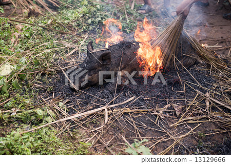 Burning the hair off and roasting 13129666