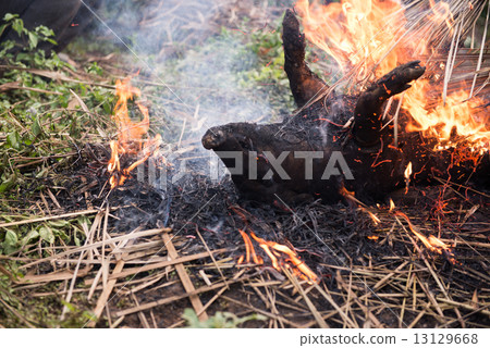 Burning the hair off and roasting 13129668