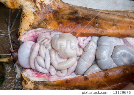 internal organs of pig 13129676