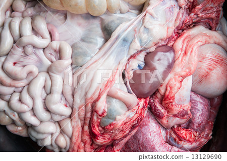 internal organs of pig internal organs of pig 13129690