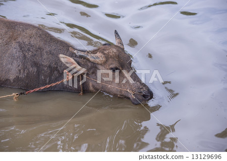 buffalo is playing water, Thailand buffalo is playing water, Thailand 13129696
