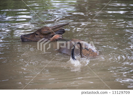 buffalo is playing water, Thailand buffalo is playing water, Thailand 13129709