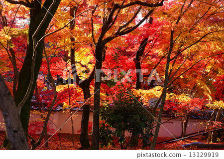 Autumn leaves of Eikan-do 13129919