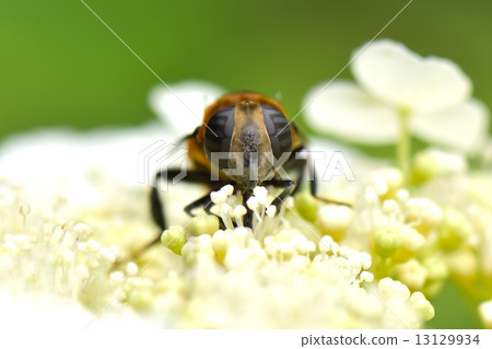 syrphid 13129934
