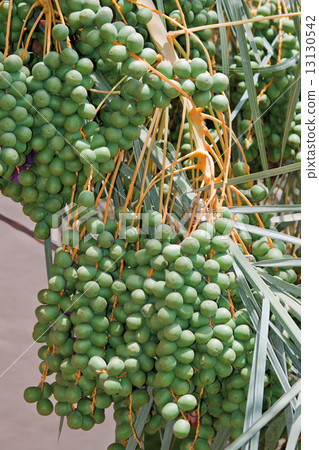 Palm with green unripe dates Palm with green unripe dates 13130542
