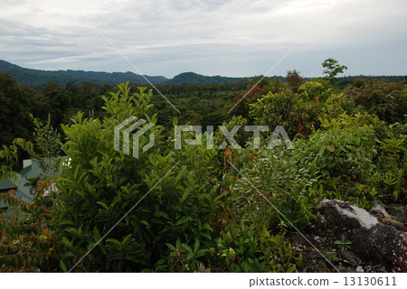 熱帶叢林（Gunung Mul國家公園/東馬來西亞·婆羅洲島） 13130611