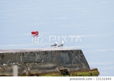 Two seagulls sitting on the pier 13132844