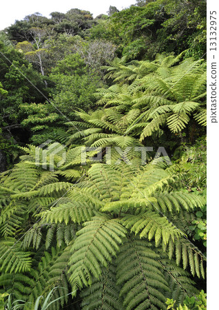 Primitive forest 13132975