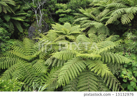 Primitive forest Primitive forest 13132976