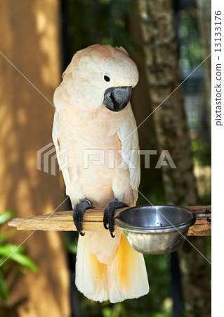 Moluccan Salmon-Crested Cockatoo in nature surrounding Moluccan Salmon-Crested Cockatoo in nature surrounding 13133176