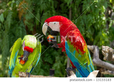Couple of Green-Winged and Great Green macaws eating fruits 13133183