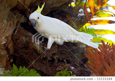 Sulphur Crested Cockatoo in nature surrounding Sulphur Crested Cockatoo in nature surrounding 13133184