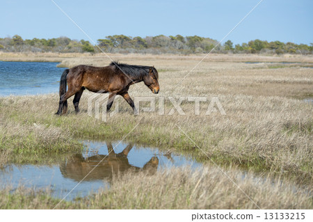 Assateague horse young puppy wild pony 13133215