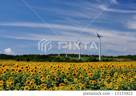 Kohira Highland · Windmill and sunflower field Kohira Highland · Windmill and sunflower field 13133922