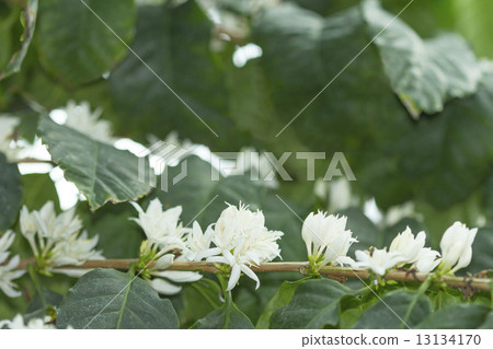 Coffea tree 13134170