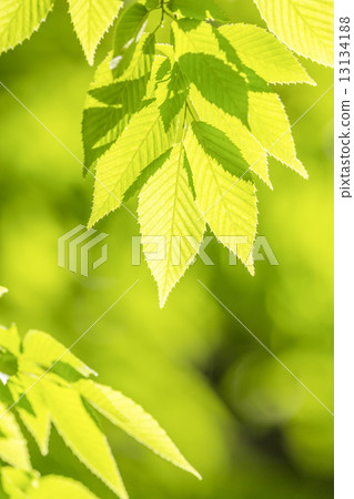 Fresh green zelkova leaves Fresh green zelkova leaves 13134188