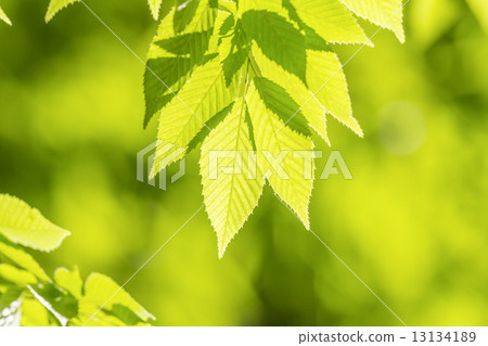 Fresh green zelkova leaves 13134189