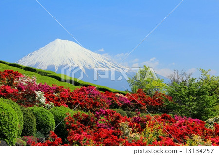 富士和杜鵑花田盛開 13134257