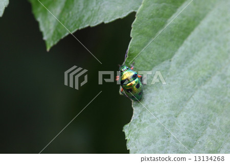 生物昆蟲Miyako Kinki Bug，Nana Hoshi看起來像一個木瓜但它似乎更小，更少的星星 13134268