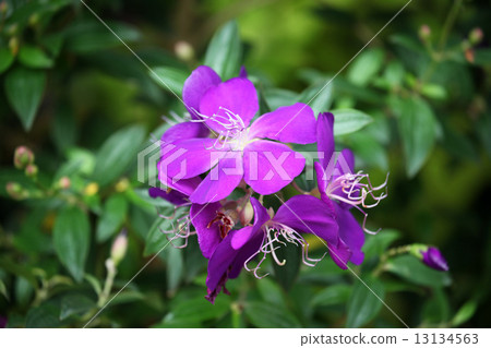沒有鮮花 沒有鮮花 13134563