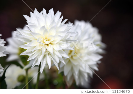 Dahlia flower 13134670