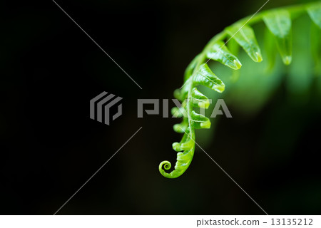 Yanbaru Image · Fern Plant 13135212