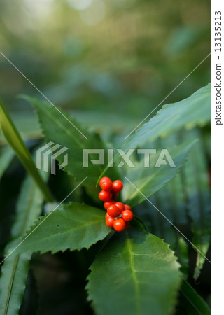 Red fruit 13135213